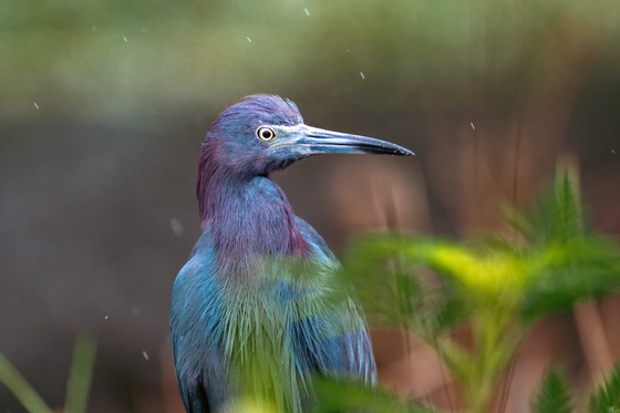 Arthur R. Marshall Loxahatchee National Wildlife Refuge