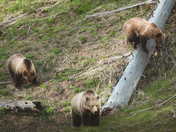 Yellowstone National Park