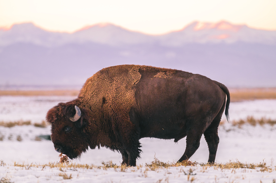 Rocky Mountain Arsenal National Wildlife Refuge