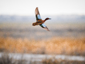 Monte Vista National Wildlife Refuge