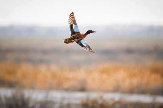 Monte Vista National Wildlife Refuge