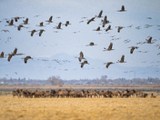 Monte Vista National Wildlife Refuge