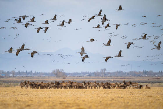 Monte Vista National Wildlife Refuge