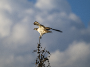 Arapaho National Forest