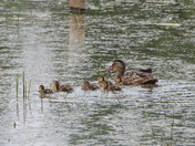 Journée au refuge marguerite d'youville