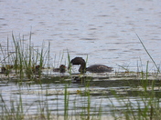 Journée au refuge marguerite d'youville