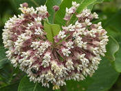 Journée au refuge marguerite d'youville