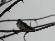 Journée au refuge marguerite d'youville