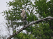 Journée au refuge marguerite d'youville