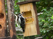 Journée au refuge marguerite d'youville