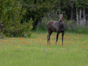 Moose on Indian Paint Brush flowers