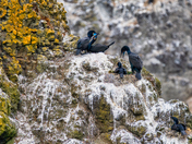 Yaquina Head Outstanding Natural Area