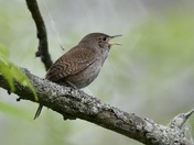 House Wren