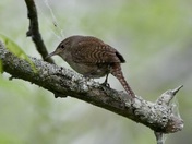 House Wren