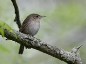 House Wren