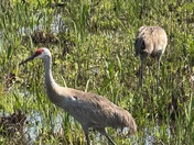 Loxahatchee National Wildlife Refuge
