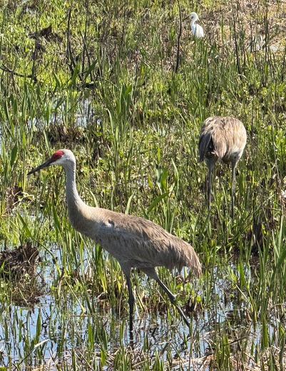Loxahatchee National Wildlife Refuge