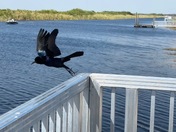 Loxahatchee National Wildlife Refuge