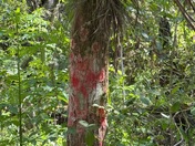 Loxahatchee National Wildlife Refuge