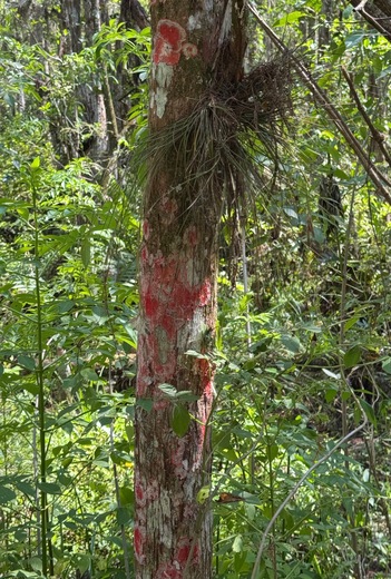 Loxahatchee National Wildlife Refuge