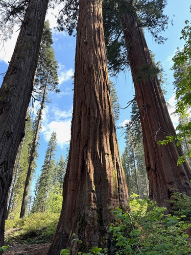 Yosemite National Park