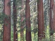 Yosemite National Park