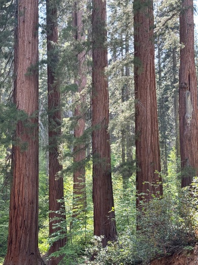 Yosemite National Park