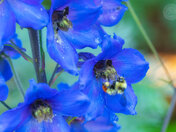 Bumbling Through Life