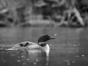 Baby on Board - Black and White