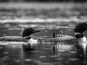 The Loon Parade