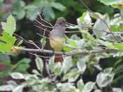 Sortie du 29 juin 2025 (observations of the 25 th of June 2025