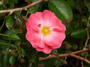 Sortie du 29 juin 2025 (observations of the 25 th of June 2025