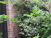 Sortie du 29 juin 2025 (observations of the 25 th of June 2025