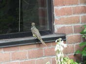 Sortie du 29 juin 2025 (observations of the 25 th of June 2025