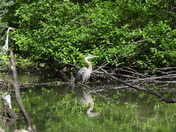 Sortie du 29 juin 2025 (observations of the 25 th of June 2025