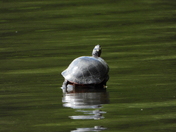 Sortie du 29 juin 2025 (observations of the 25 th of June 2025