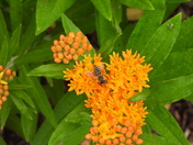 Sortie du 29 juin 2025 (observations of the 25 th of June 2025