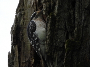 Sortie du 29 juin 2025 (observations of the 25 th of June 2025