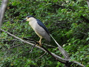 Sortie du 29 juin 2025 (observations of the 25 th of June 2025