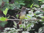 Sortie du 29 juin 2025 (observations of the 25 th of June 2025