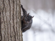 Tree Squirrel