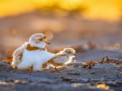 Featherweight Champion