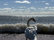 Swan in Whitby