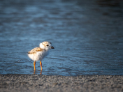 Something new – Something Blue