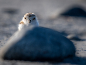 Between a Rock and a Hard Place – Piping Plover