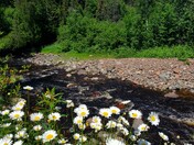 Superior National Forest