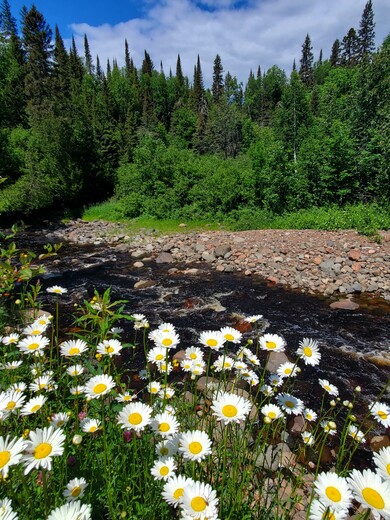 Superior National Forest