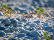 “I can Do This!” by Piping Plover