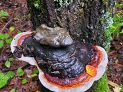 Superior National Forest