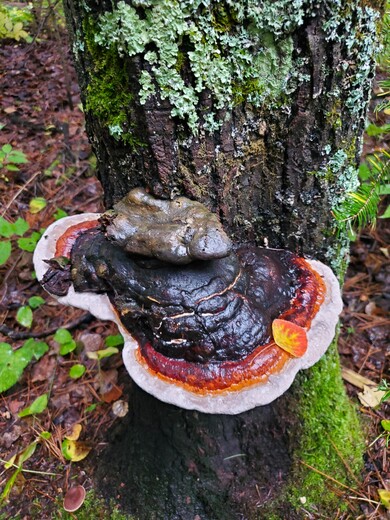Superior National Forest